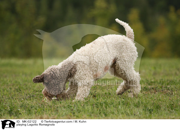 playing Lagotto Romagnolo / MK-02122
