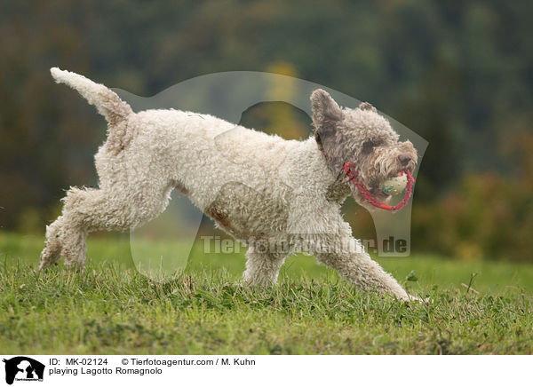 playing Lagotto Romagnolo / MK-02124