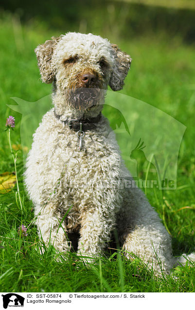 Lagotto Romagnolo / Lagotto Romagnolo / SST-05874