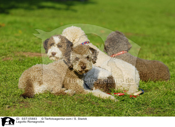 Lagotto Romagnolos / SST-05883