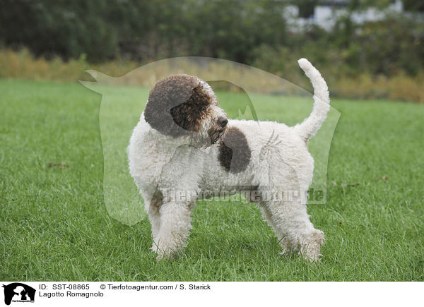 Lagotto Romagnolo / Lagotto Romagnolo / SST-08865