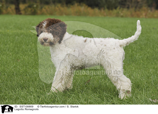 Lagotto Romagnolo / Lagotto Romagnolo / SST-08869