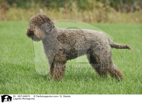 Lagotto Romagnolo / SST-08870