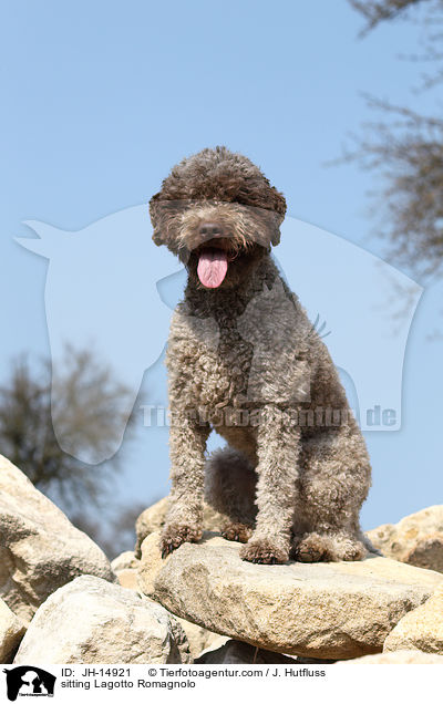 sitzender Lagotto Romagnolo / sitting Lagotto Romagnolo / JH-14921