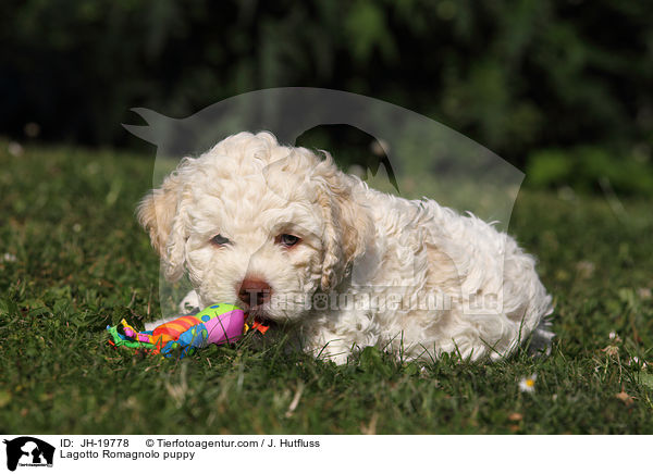 Lagotto Romagnolo Welpe / Lagotto Romagnolo puppy / JH-19778
