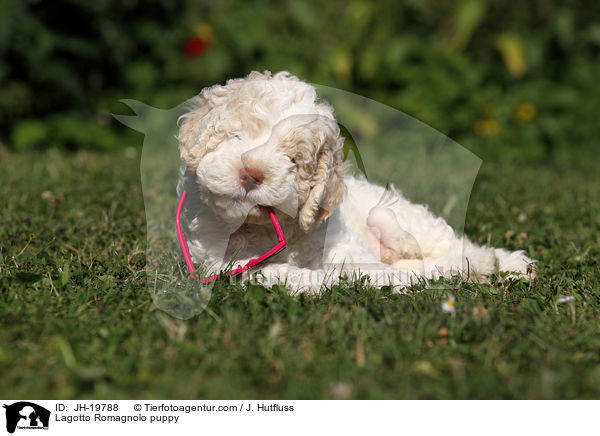 Lagotto Romagnolo puppy / JH-19788