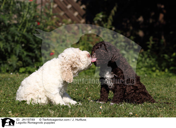 Lagotto Romagnolo Welpen / Lagotto Romagnolo puppies / JH-19789
