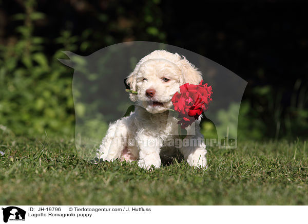 Lagotto Romagnolo puppy / JH-19796