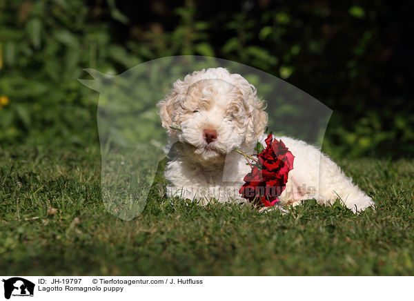 Lagotto Romagnolo puppy / JH-19797