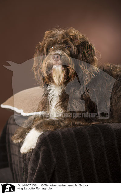liegender Lagotto Romagnolo / lying Lagotto Romagnolo / NN-07136