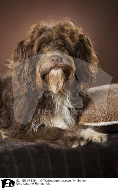 liegender Lagotto Romagnolo / lying Lagotto Romagnolo / NN-07139
