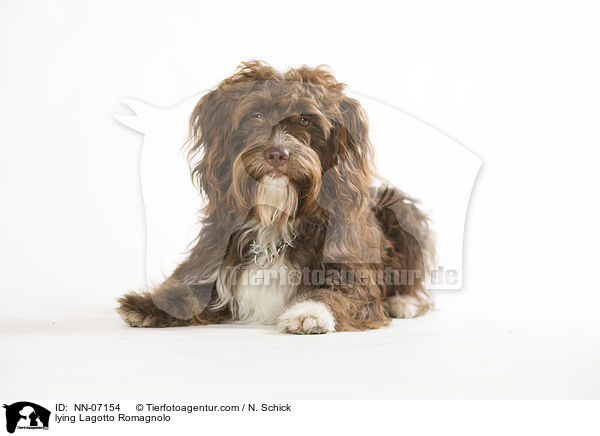 liegender Lagotto Romagnolo / lying Lagotto Romagnolo / NN-07154