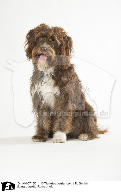 sitzender Lagotto Romagnolo / sitting Lagotto Romagnolo / NN-07155