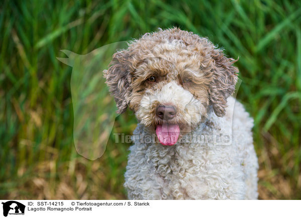 Lagotto Romagnolo Portrait / Lagotto Romagnolo Portrait / SST-14215