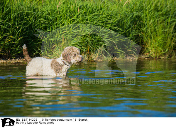 badender Lagotto Romagnolo / bathing Lagotto Romagnolo / SST-14225