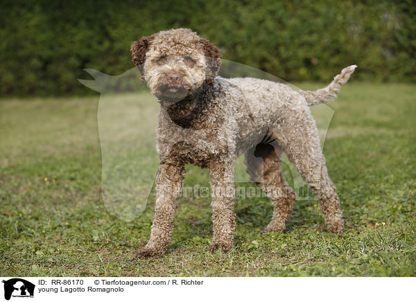 junger Lagotto Romagnolo / young Lagotto Romagnolo / RR-86170
