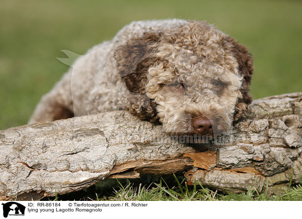 liegender junger Lagotto Romagnolo / lying young Lagotto Romagnolo / RR-86184