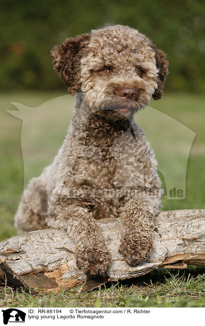 liegender junger Lagotto Romagnolo / lying young Lagotto Romagnolo / RR-86194