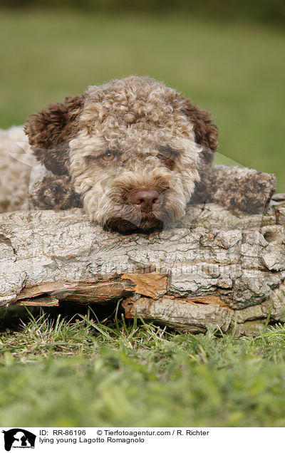 liegender junger Lagotto Romagnolo / lying young Lagotto Romagnolo / RR-86196