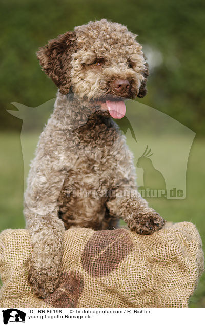 junger Lagotto Romagnolo / young Lagotto Romagnolo / RR-86198