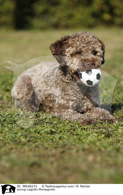 junger Lagotto Romagnolo / young Lagotto Romagnolo / RR-86210