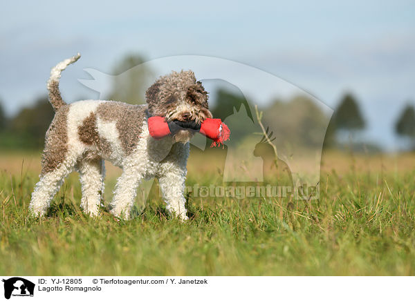 Lagotto Romagnolo / Lagotto Romagnolo / YJ-12805