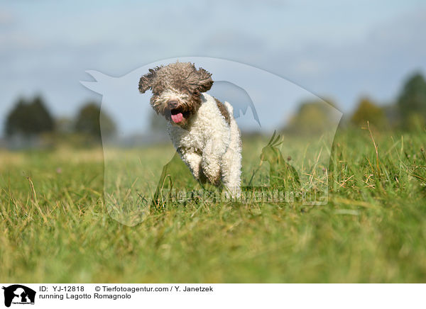 rennender Lagotto Romagnolo / running Lagotto Romagnolo / YJ-12818
