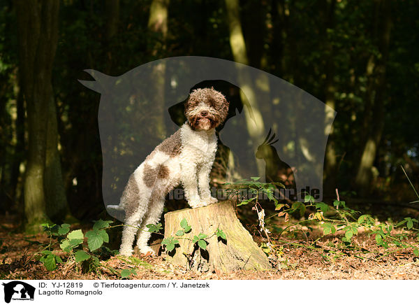 Lagotto Romagnolo / Lagotto Romagnolo / YJ-12819