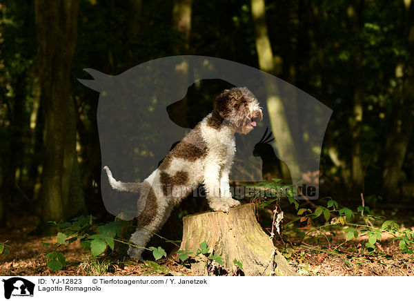 Lagotto Romagnolo / Lagotto Romagnolo / YJ-12823