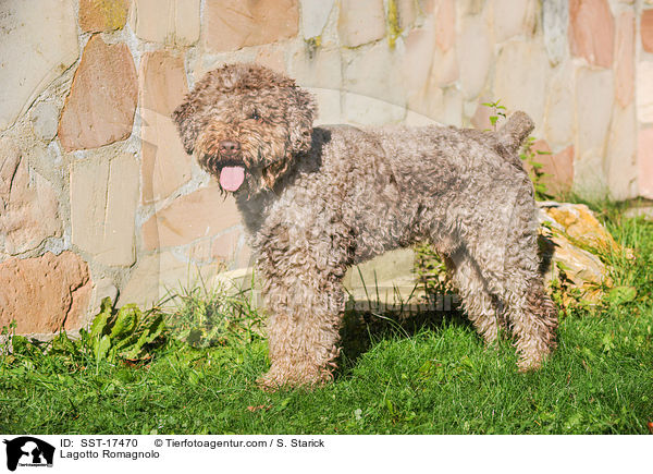 Lagotto Romagnolo / Lagotto Romagnolo / SST-17470