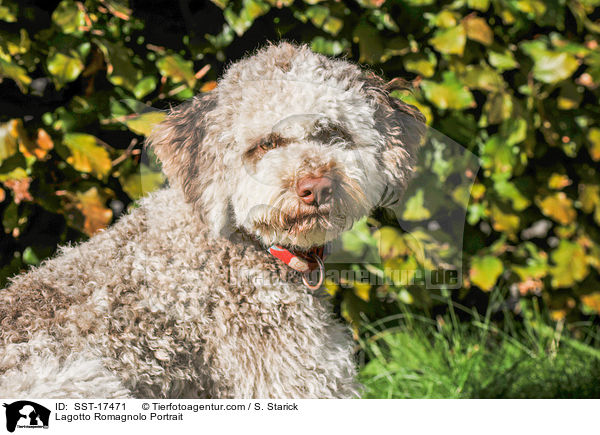 Lagotto Romagnolo Portrait / Lagotto Romagnolo Portrait / SST-17471
