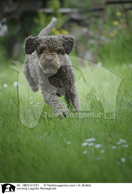 rennender Lagotto Romagnolo / running Lagotto Romagnolo / HBO-01251