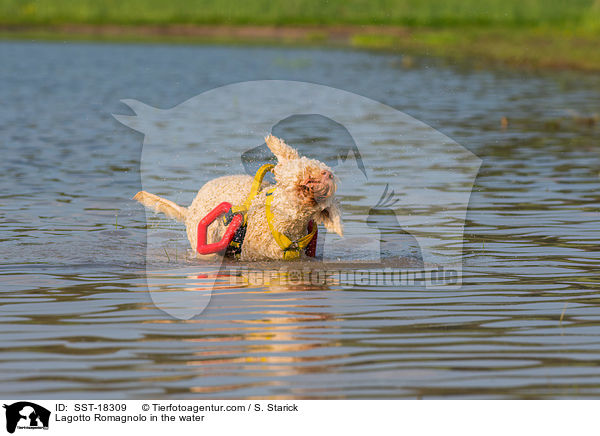 Lagotto Romagnolo im Wasser / Lagotto Romagnolo in the water / SST-18309