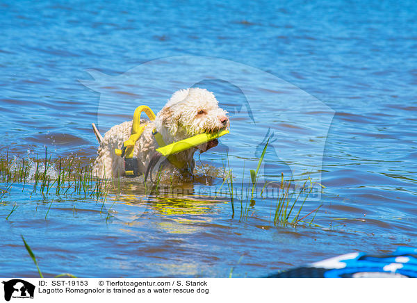 Lagotto Romagnolor is trained as a water rescue dog / SST-19153