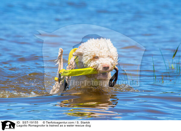 Lagotto Romagnolor is trained as a water rescue dog / SST-19155