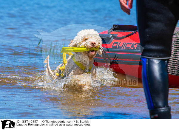Lagotto Romagnolo wird ausgebildet als Wasserrettungshund / Lagotto Romagnolor is trained as a water rescue dog / SST-19157