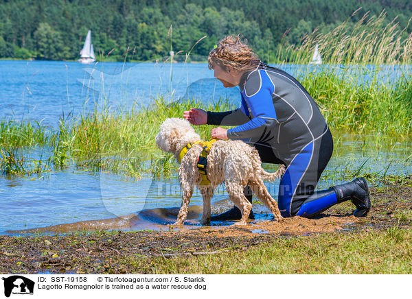Lagotto Romagnolor is trained as a water rescue dog / SST-19158