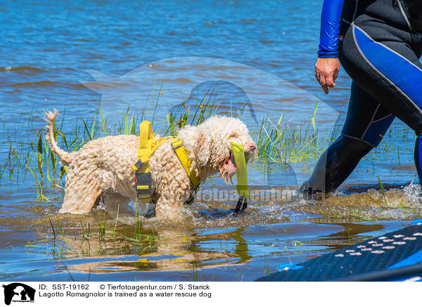 Lagotto Romagnolor is trained as a water rescue dog / SST-19162