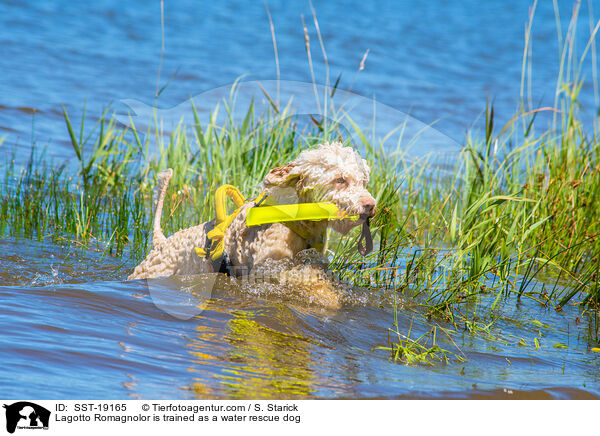 Lagotto Romagnolor is trained as a water rescue dog / SST-19165
