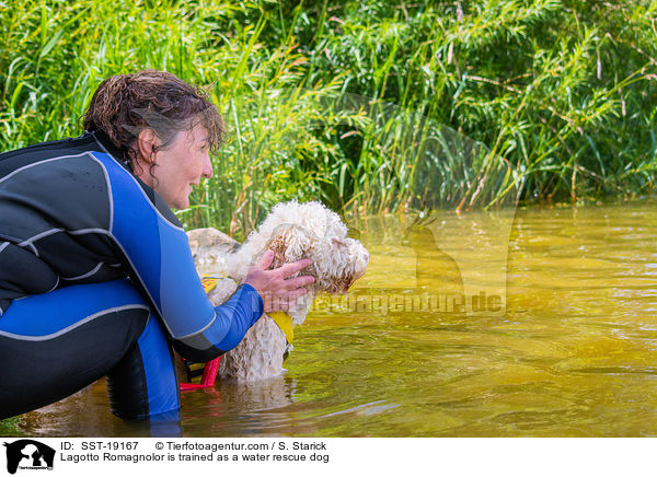 Lagotto Romagnolor is trained as a water rescue dog / SST-19167