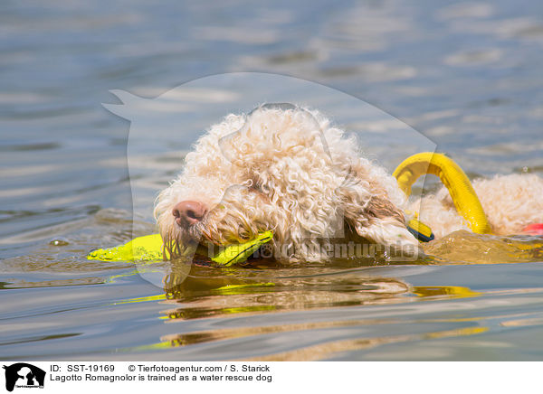 Lagotto Romagnolor is trained as a water rescue dog / SST-19169