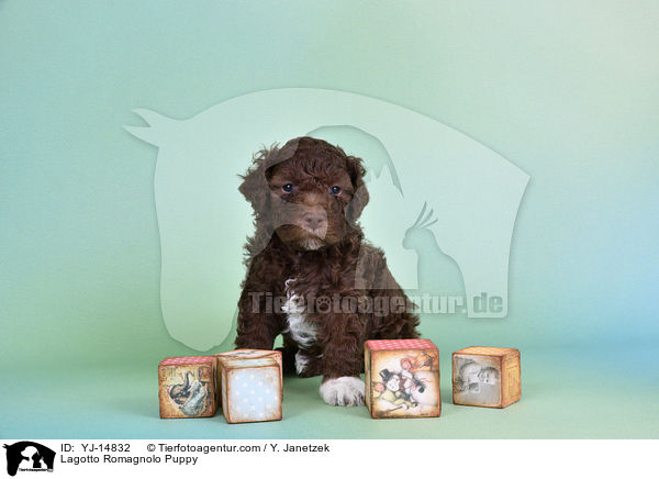 Lagotto Romagnolo Welpe / Lagotto Romagnolo Puppy / YJ-14832