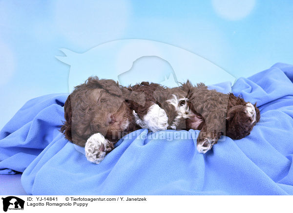 Lagotto Romagnolo Welpe / Lagotto Romagnolo Puppy / YJ-14841