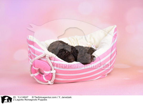 2 Lagotto Romagnolo Welpen / 2 Lagotto Romagnolo Puppies / YJ-14847
