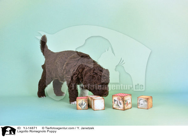 Lagotto Romagnolo Welpe / Lagotto Romagnolo Puppy / YJ-14871