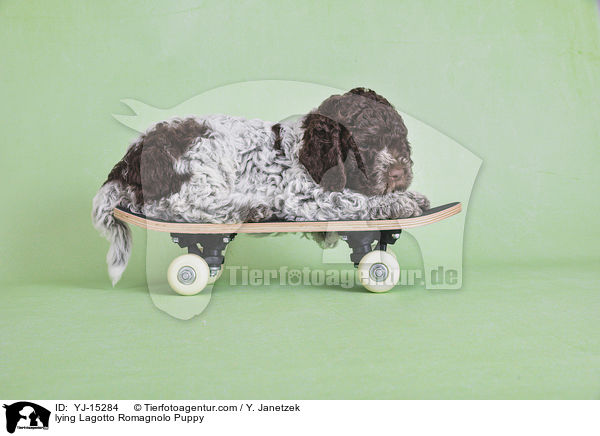liegender Lagotto Romagnolo Welpe / lying Lagotto Romagnolo Puppy / YJ-15284