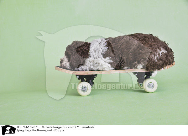 liegender Lagotto Romagnolo Welpe / lying Lagotto Romagnolo Puppy / YJ-15287