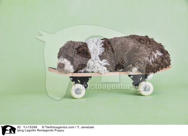 liegender Lagotto Romagnolo Welpe / lying Lagotto Romagnolo Puppy / YJ-15288