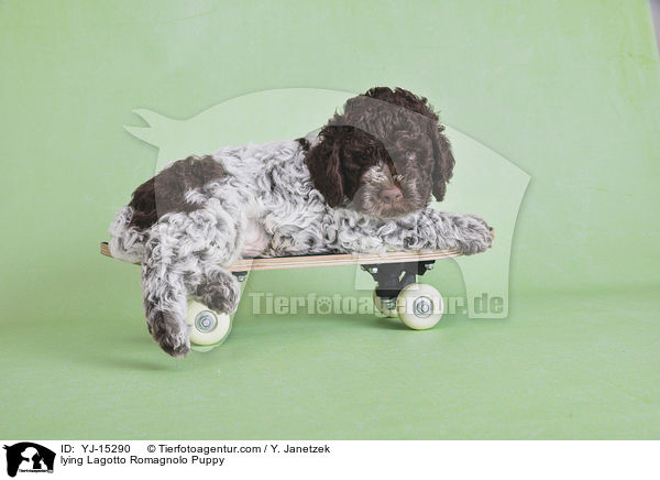 liegender Lagotto Romagnolo Welpe / lying Lagotto Romagnolo Puppy / YJ-15290