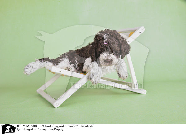 liegender Lagotto Romagnolo Welpe / lying Lagotto Romagnolo Puppy / YJ-15298